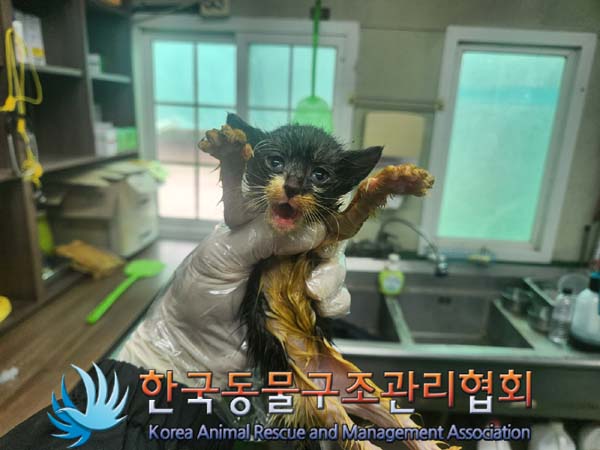 한국동물구조관리협회_441398202400411
